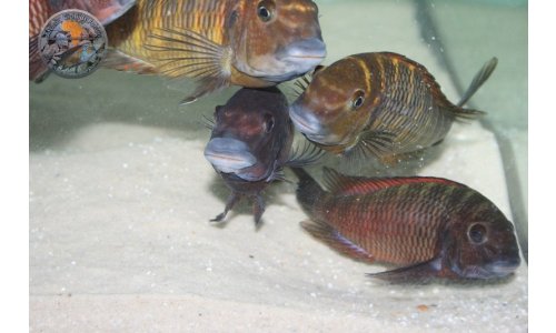 Petrochromis Tropheus Quarantaine